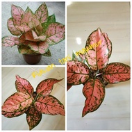 bibit aglonema lady valentine pink