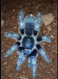 Exozone Tarantula Costa Rican Zebra blue form Spider toys 3d print Terrarium and table Decoration - 