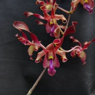 anggrek dendrobium dewasa