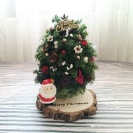 【松果聖誕樹】交換禮物/永生雪松/松果聖誕樹