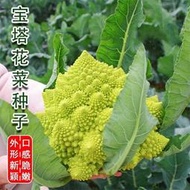 現貨  特價 小欣百貨  寶塔花菜種子綠色菜花種籽羅馬寶塔菜種籽花椰菜秋季四季蔬菜種籽