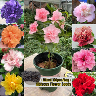 [Fast Germination Biji Benih Bunga Raya ] 100pcs Hibiscus Flower Plant Seed Double Petals Hibiscus Flower Seeds for Planting Indoor Air Plants Real Plants Bonsai Seeds Potted Live Plants Cranberry Hibiscus Plants for Sale Pokok Bunga Hidup Tahan Panas