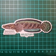Channa TORSAENSIS STICKER