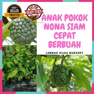 ANAK POKOK NONA SIAM YANG CEPAT BERBUAH
