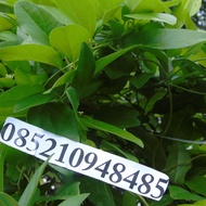 Daun Cincau Rambat 1Kg Terlaris