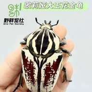 Golia King Flower Beetle Adult Insect Larva Huge African Flower Beetle Big Beetle Big Beetle Big Bee