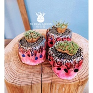 AH BENG GARDEN: CAUDEX -Anacampseros Alstonii 靱锦 块根