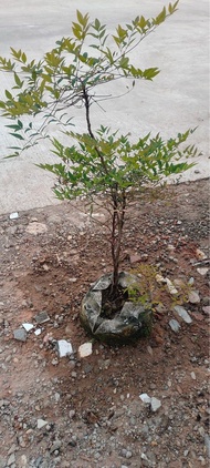 南天竹高1米內綠植盆栽盆景｜喜陽植物｜露台陽台公園