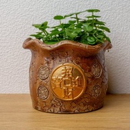招財進寶錢幣草水耕盆栽 銅錢草 金錢草