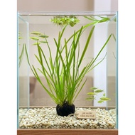 [HCMC EXPRESS] Arhat seaweed mounted on substrate, water chrysanthemum, water orchid, ROALA LEAF, GR
