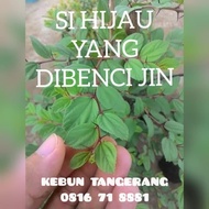 Bibit Pohon Bidara Arab Sidr. Bukan Apel India