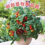 Dwarf Tomato Seeds Potted Small Tomatoes Virgin Fruit Farm Balcony Fruit Vegetable Seeds Easy Living