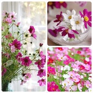 種子→混色波斯菊/秋英/格桑花  100粒  Cosmos bipinnatus/garden cosmos mix 100 Seeds