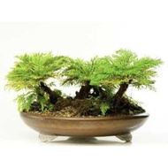Indoor plants Bonsai Selaginella - aquascape bonsai - Paludarium mini bonsai Selaginella (Organic Aq