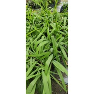 ANAK POKOK BAWANG DAYAK