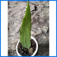 ◵ ◈ ❊ queen of the night cactus plant