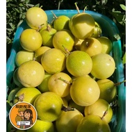 5KG@RM70 Fresh Panama Golden Passion Fruit l Markisa Emas Panama l 巴拿马黄金百香果