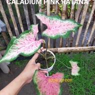 keladi pink ratana caladium/Caladium pink ratana