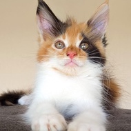 Mainecoon betina kitten