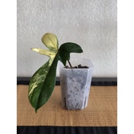 Philodendron Florida Beauty Variegated Rare Plant Pokok