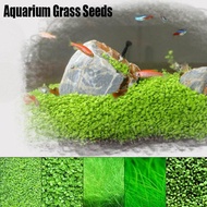 🔥10GRAM++🔥Aquatic Plants Carpet Plant Seed Aquarium Plant Seed Water Grass Foreground Rumput Aquatic