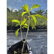 Anak pokok ketum ayam