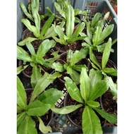 anak pokok ketumbar jawa (cilantro)