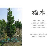 心栽花坊-福木/土球/170公分左右/大型庭園樹/景觀樹/造型樹/盆景樹售價1500特價1200