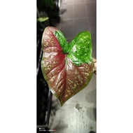 Caladium Cat tumpah / red baret