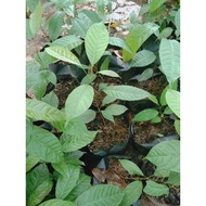 Mahogany Seedlings (24 pcs)