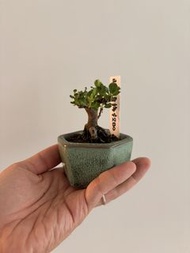日本長壽梅（豆盆）$280