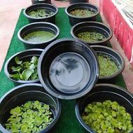 Bekas sesuai untuk ternakan ikan laga/gappy/rm6.00