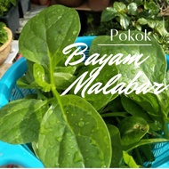 Bayam Malabar (anak pokok/biji benih) malabar spinach
