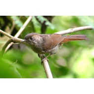 Burung Flamboyan
