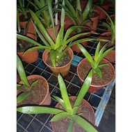 bromeliad guzmania Anak pokok random colour live plant