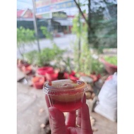 - 500 JARS + 500 REMOVABLE LID 2oz 60ML _USED TO STORAGE TO TAKE-UP DIP SAUCE, SPICE SAUCE FOR SOY S