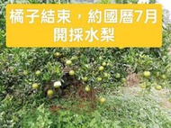 東勢 茂谷柑、橘子禮盒 7台斤 25、27、30，含運價 114年已結束
