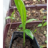 Anak Pokok Bonglai Kuning (Cassumunar ginger Sapling)