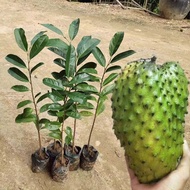 Custard Apple seedlings/Pokok Durian Belanda buah besar/daun segar 红毛榴莲苗/叶子