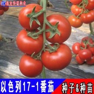 以色列17-1大紅番茄種子 種籽進口硬果紅果大紅西紅柿種籽蔬菜種子 種籽四季hn