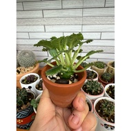 Euphorbia Crest Cactus- Serrated Dorstenia Crest Sun Cactus