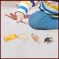 [Blesiya2] Life Cycle of Bee Toys Teaching Tools Animal Growth Cycle Set Daycare Party