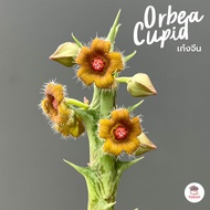 เก๋งจีน Orbea Cupid แคคตัส กระบองเพชร cactus&amp;succulent