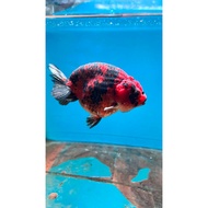3 pcs small ranchu pw