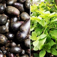 BIBIT BENIH SUPER Kentang Hitam kentang kleci kentang jembut