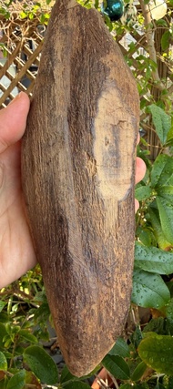 加里曼丹 野生沉香老料 478公克 沉水級 沉香擺件 星洲系 #沉香