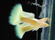 [1pair] Red eye Albino Gold guppy Live Fish Aquarium