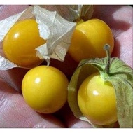 Terlaris Bibit Benih Biji Buah Ciplukan Kuning Jumbo - Bibit Tanaman Pohon Ciplukan Kuning -Biji Cip
