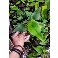 tanaman hias anthurium brownii/anthurium corong - anth. corong m