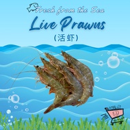 [5D Grocer] Fresh Glass/Live Prawns 活虾 250g/500g
